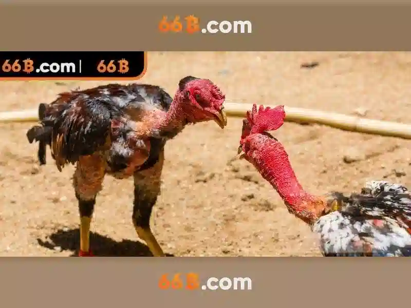 Lịch sử của 66b