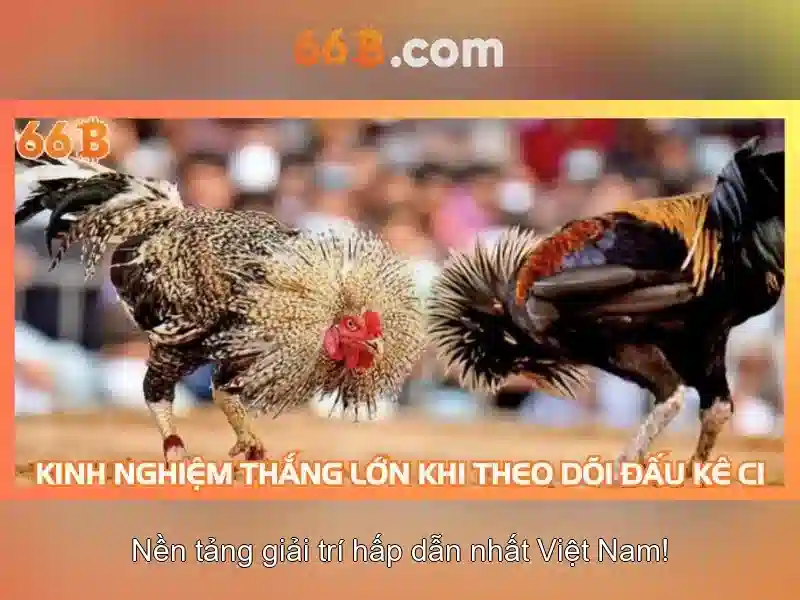 66b là một khái niệm công nghệ