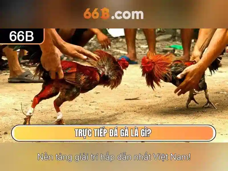 66b: một mô hình ngôn ngữ lớn và hiện đại